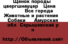 Щенок породы  цвергшнауцер › Цена ­ 30 000 - Все города Животные и растения » Собаки   . Амурская обл.,Серышевский р-н